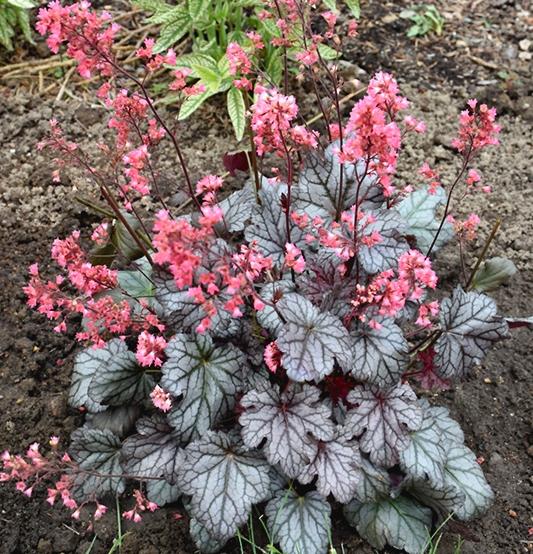 HEUCHERA Timeless Treasure ®  - Pépinière La Forêt