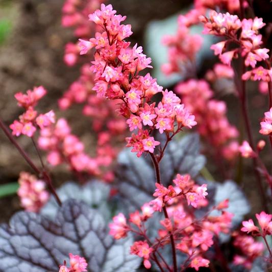 HEUCHERA Timeless Treasure ®  - Pépinière La Forêt