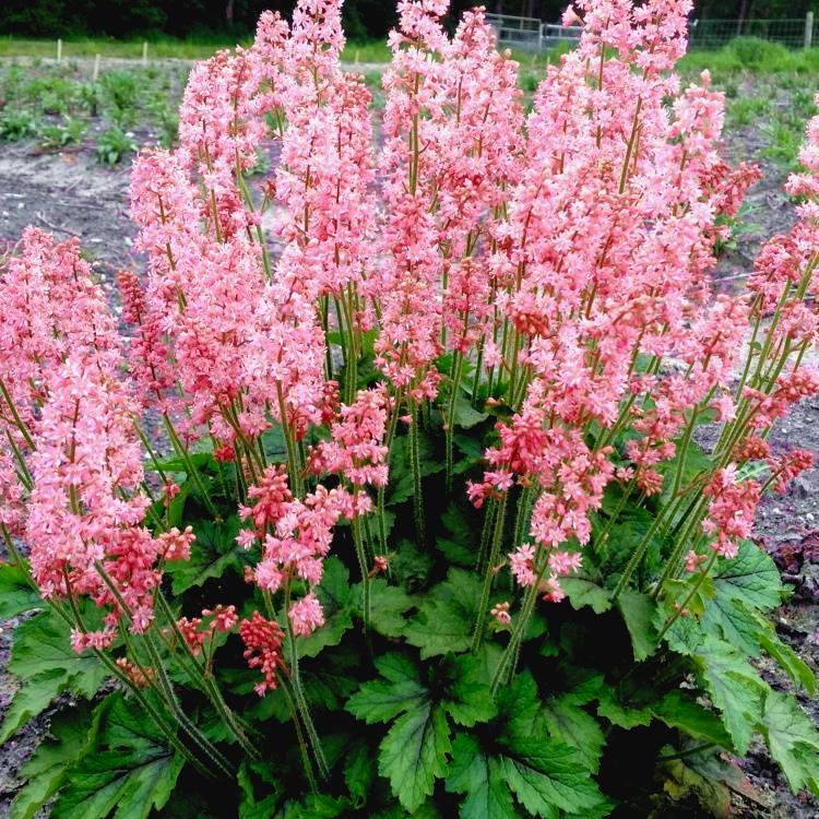 HEUCHERELLA Pink Revolution® - Pépinière La Forêt