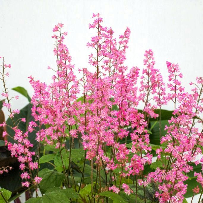 HEUCHERELLA Pink Revolution® - Pépinière La Forêt