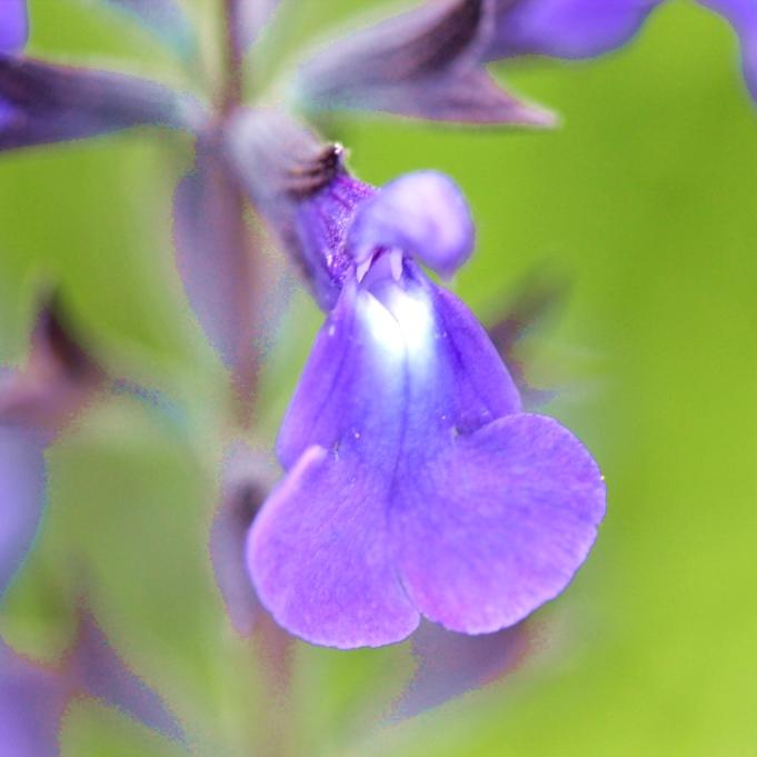 SALVIA DELICE FELINE - Pépinière La Forêt