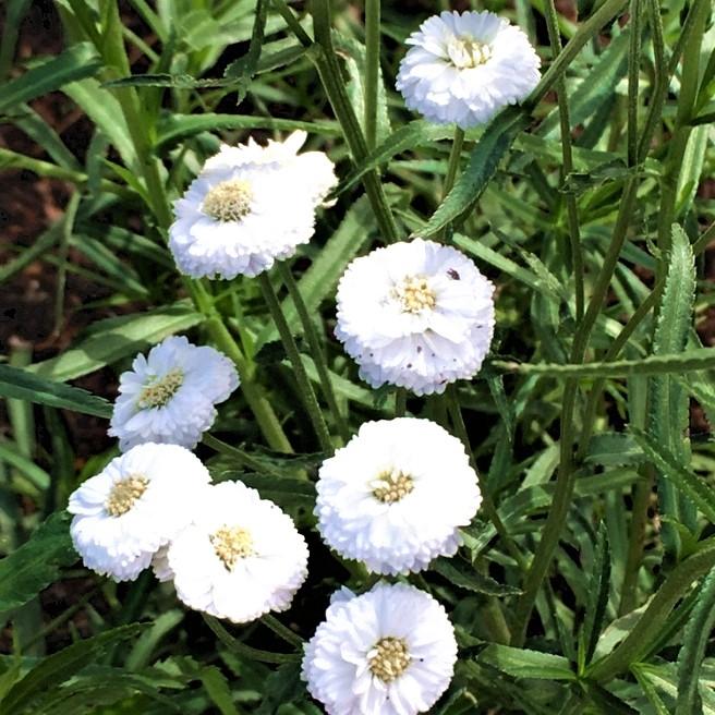 ACHILLEA Peter Cottontail ® - Pépinière La Forêt