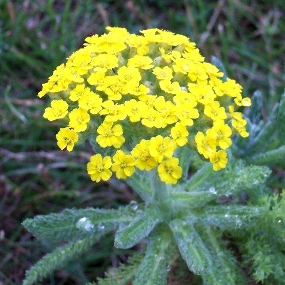 ACHILLEA TOMENTOSA 'GOLDEN FLEECE' - Pépinière La Forêt