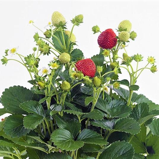 FRAGARIA ANANASSA DELIZZ - Pépinière La Forêt