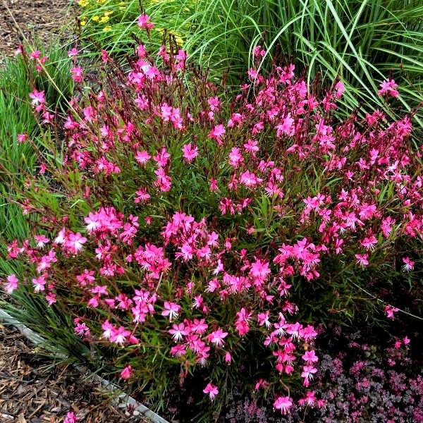 GAURA BELEZZA DARK PINK - Pépinière La Forêt