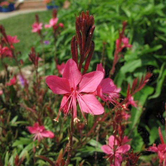 GAURA BELEZZA DARK PINK - Pépinière La Forêt