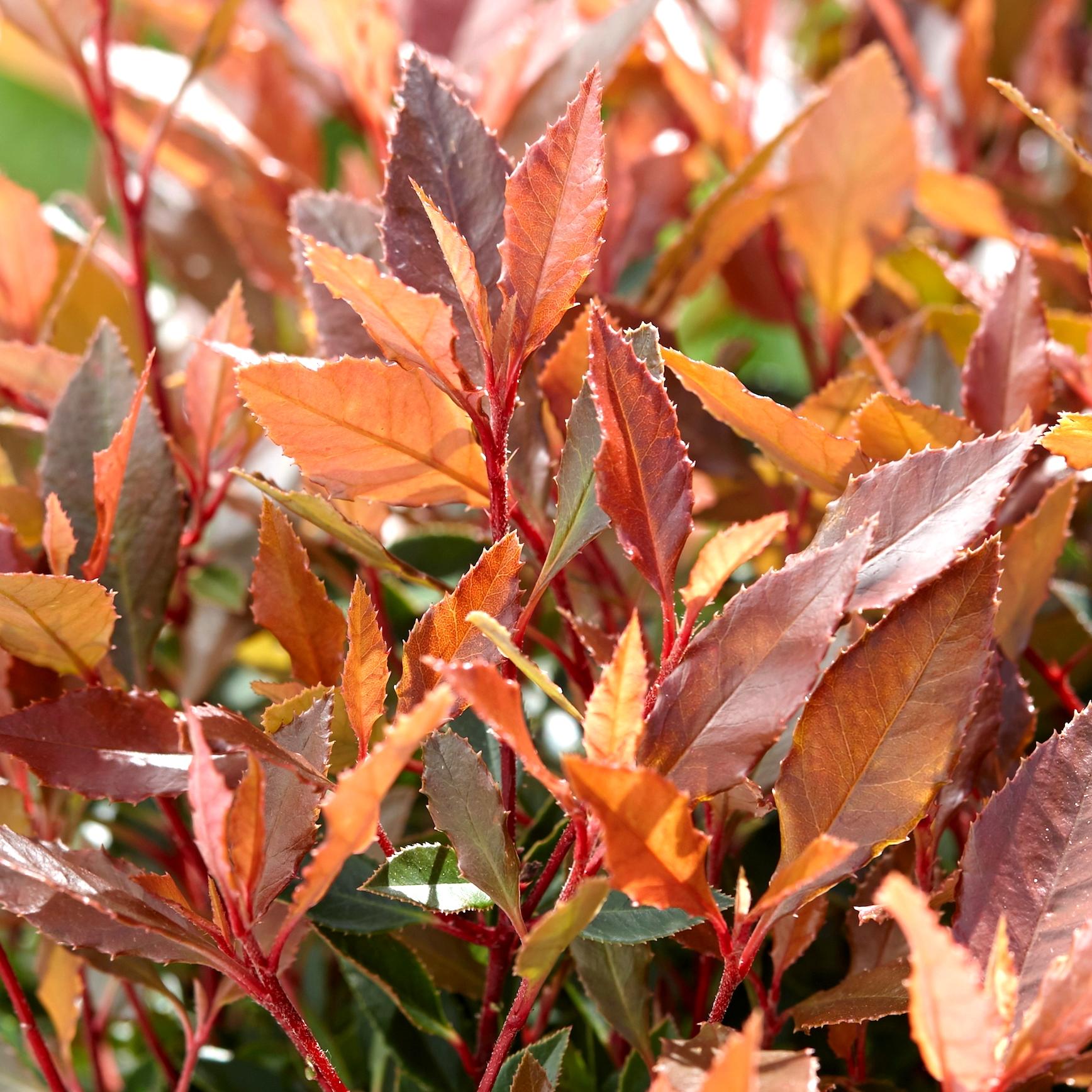 PHOTINIA FRASERI CHICO® - Pépinière La Forêt