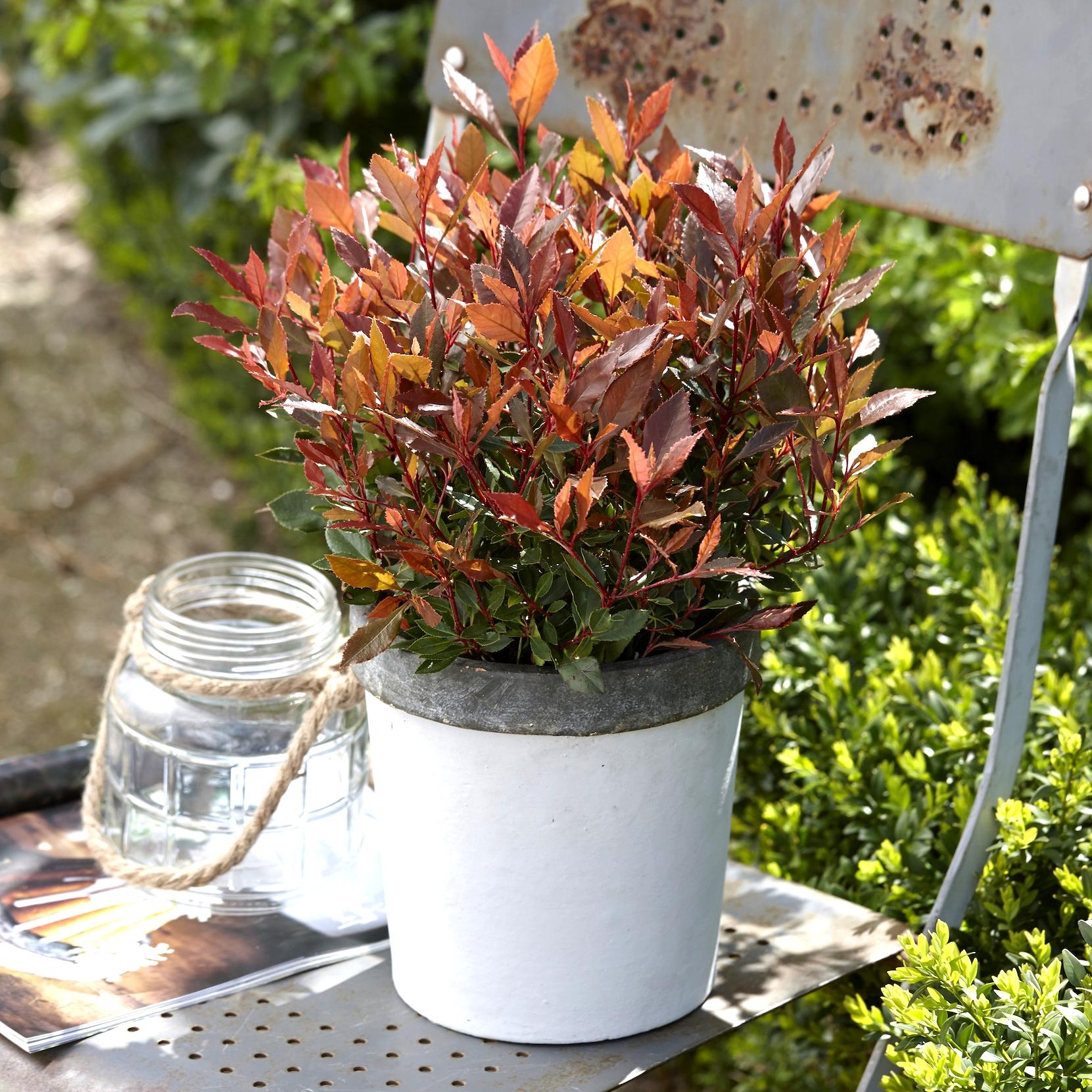 PHOTINIA FRASERI CHICO® - Pépinière La Forêt