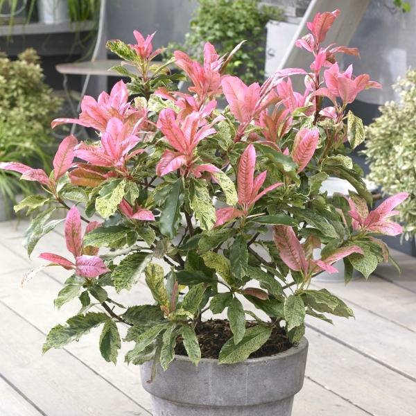 PHOTINIA Pink Crispy ®  - Pépinière La Forêt