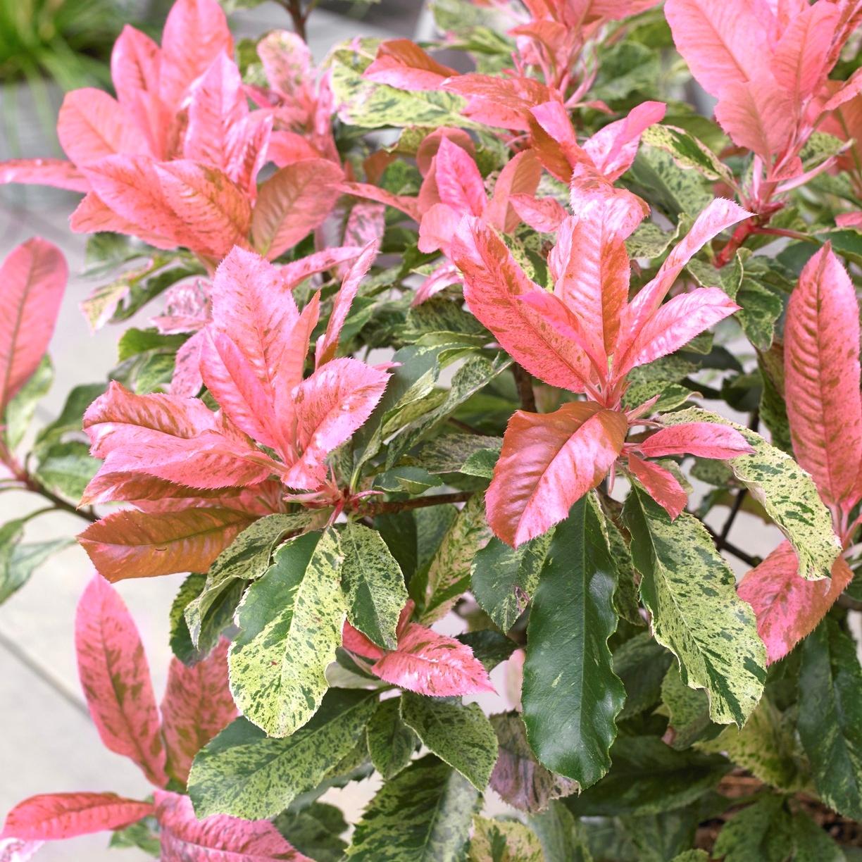 PHOTINIA Pink Crispy ®  - Pépinière La Forêt