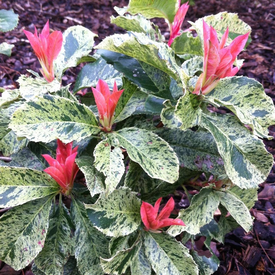 PHOTINIA Pink Crispy ®  - Pépinière La Forêt