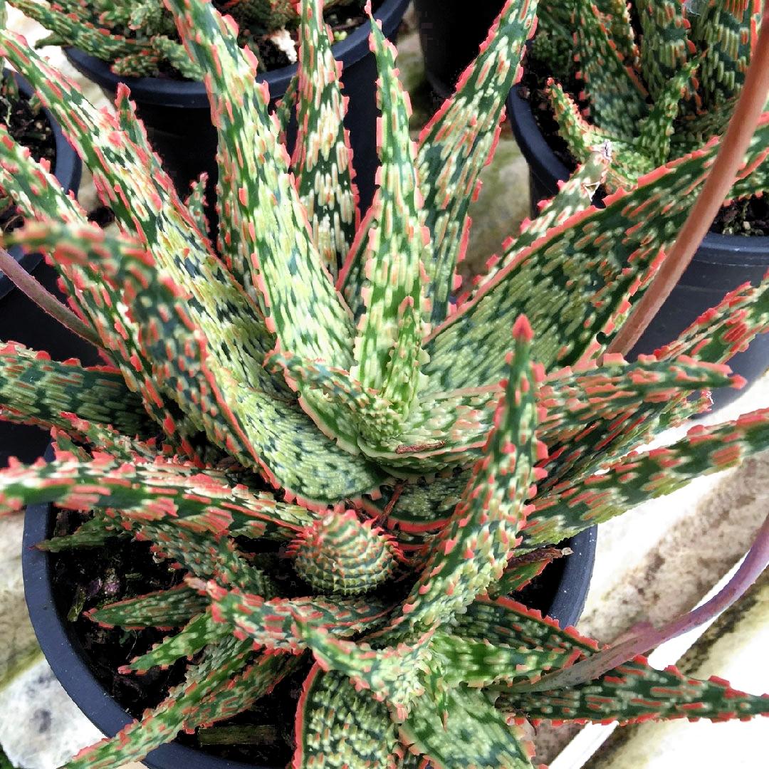 ALOE piranha - Pépinière La Forêt