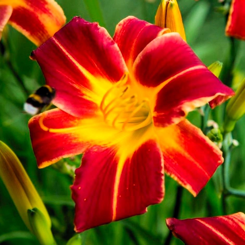 HEMEROCALLIS ‘Everydaylily Red Ribs’ - Pépinière La Forêt