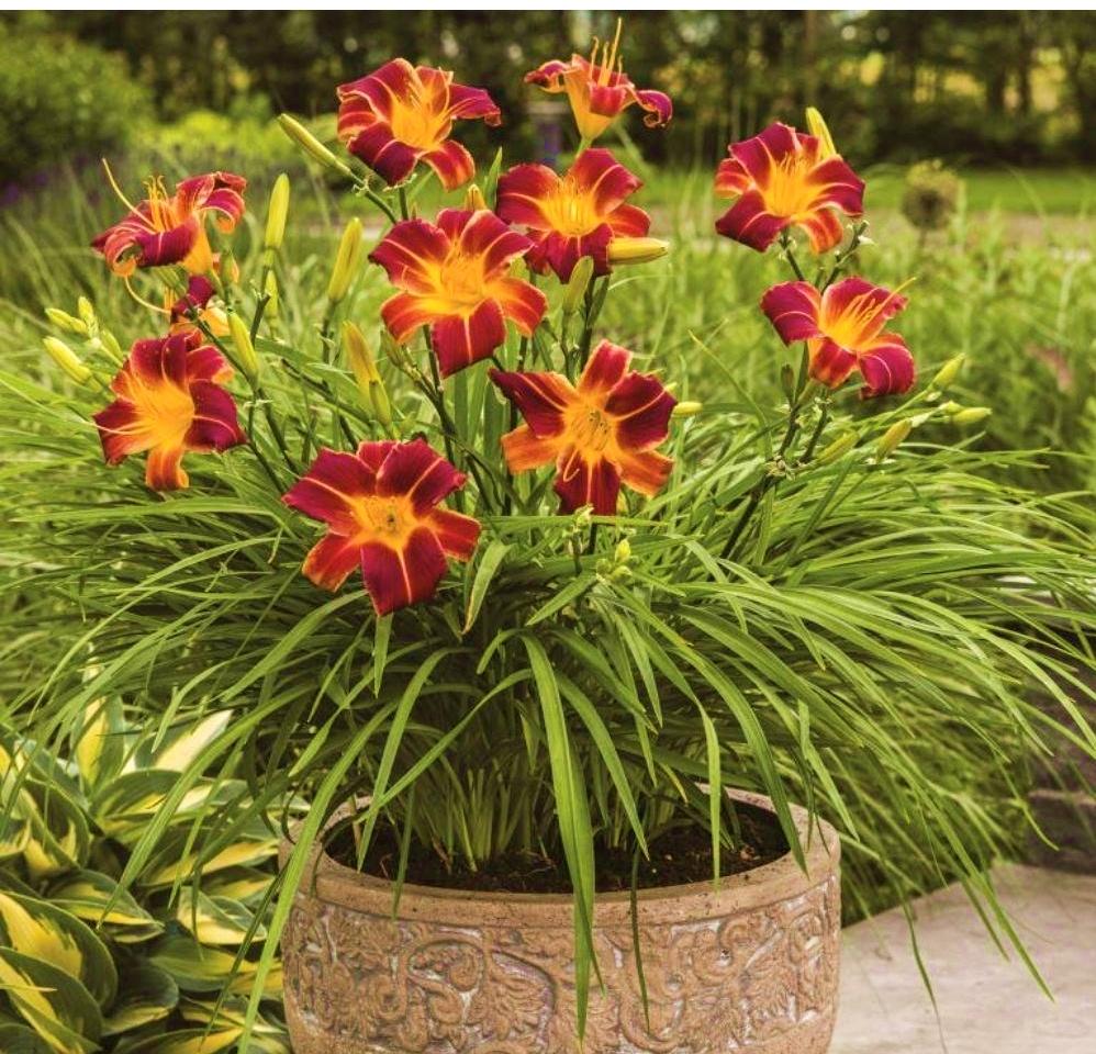 HEMEROCALLIS ‘Everydaylily Red Ribs’ - Pépinière La Forêt