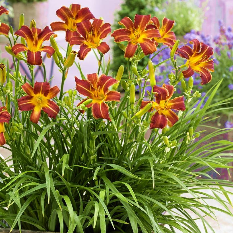 HEMEROCALLIS ‘Everydaylily Red Ribs’ - Pépinière La Forêt