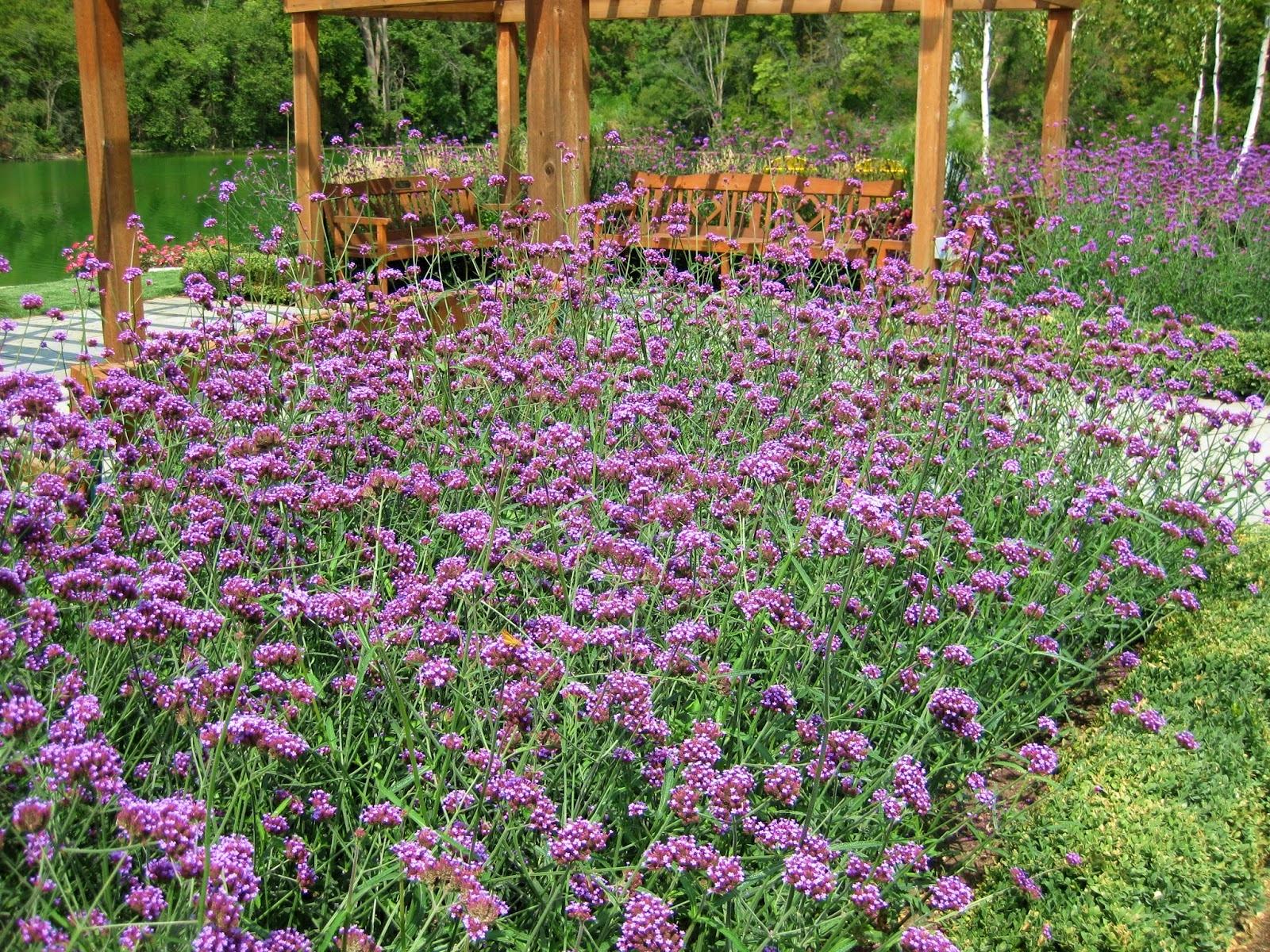 VERBENA BONARIENSIS METEOR SHOWER®  - Pépinière La Forêt