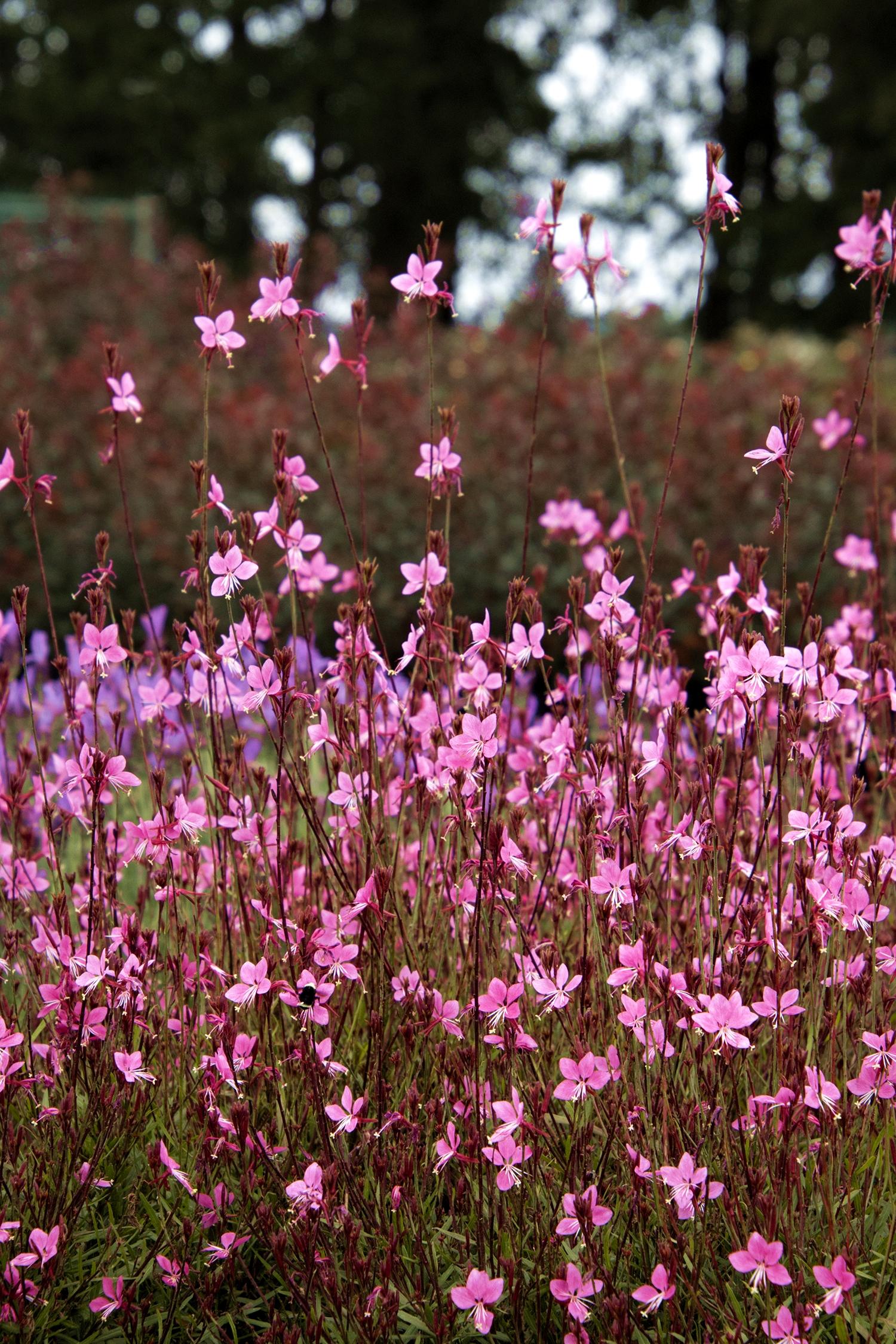 GAURA STEFFI® DARK ROSE - Pépinière La Forêt