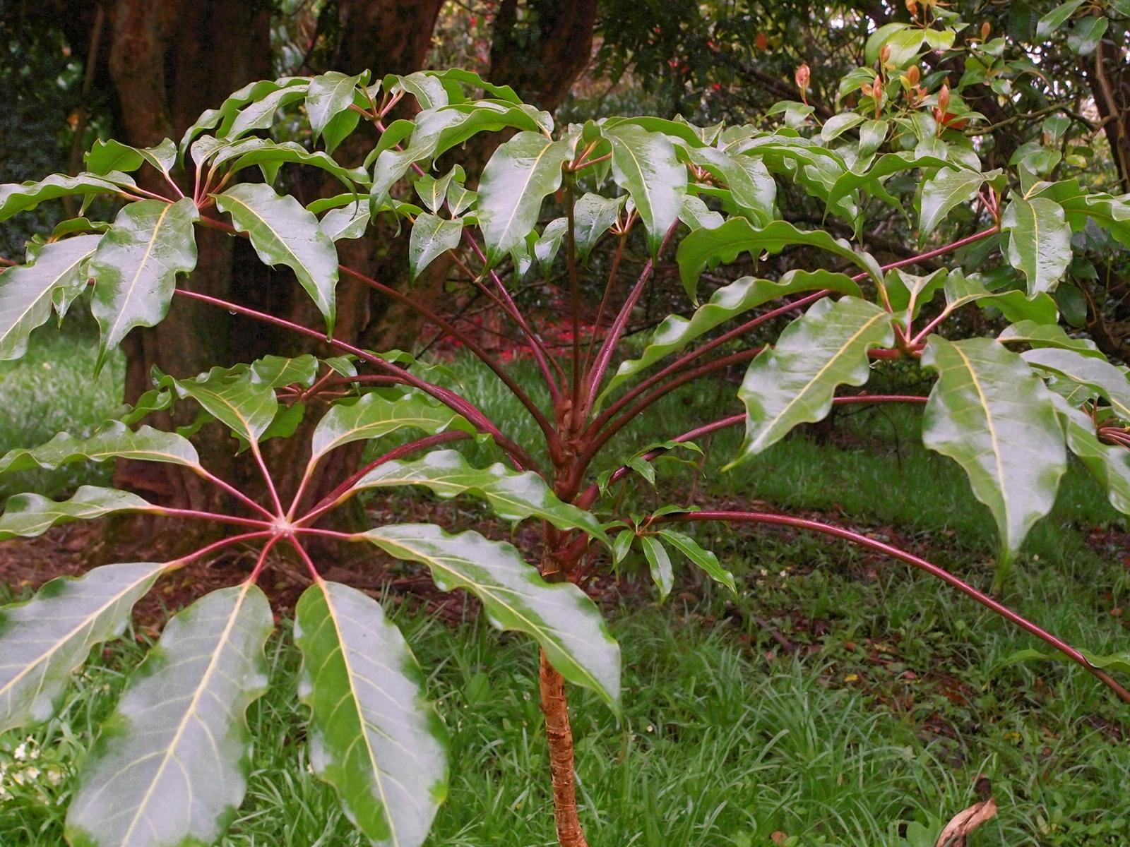 SCHEFFLERA alpina - Pépinière La Forêt