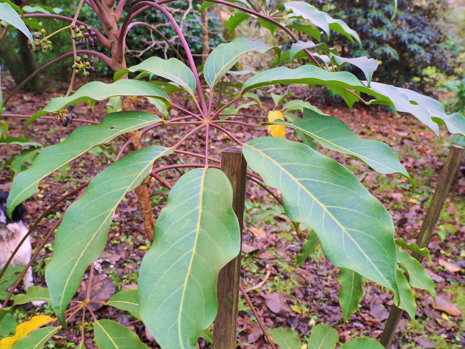 SCHEFFLERA alpina - Pépinière La Forêt