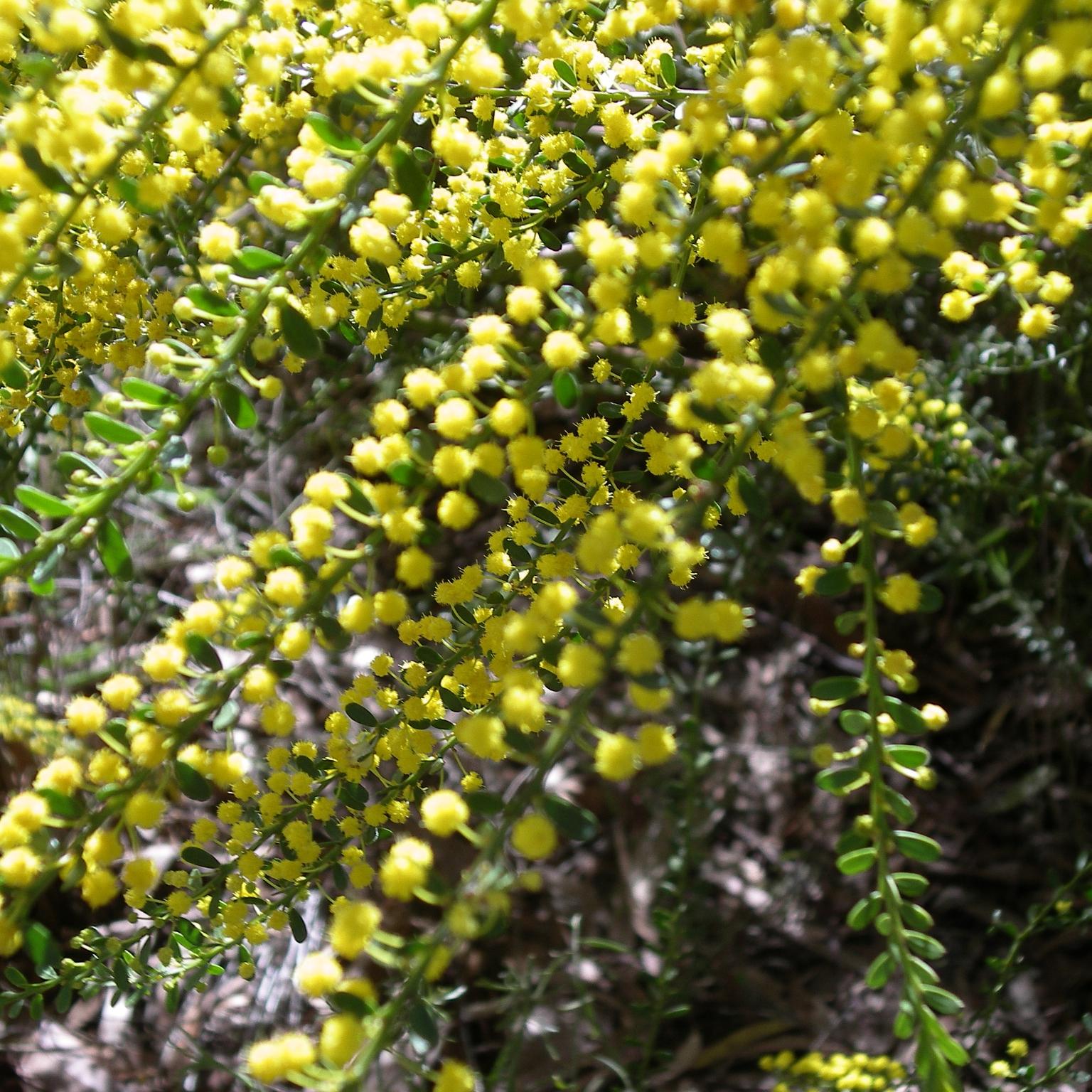 Acacia Acinacea - Pépinière La Forêt