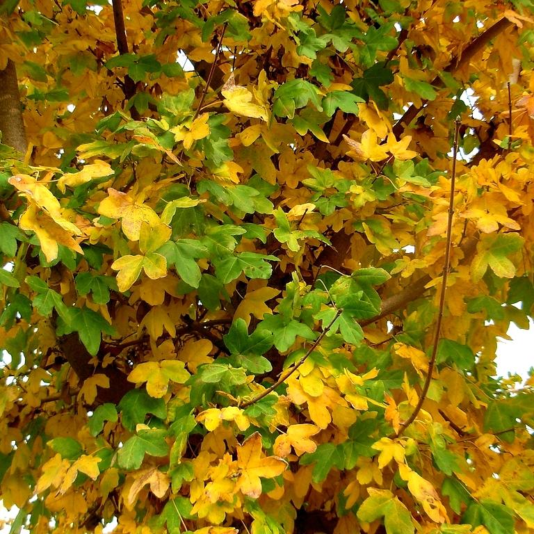 Acer Monspessulanum - Pépinière La Forêt