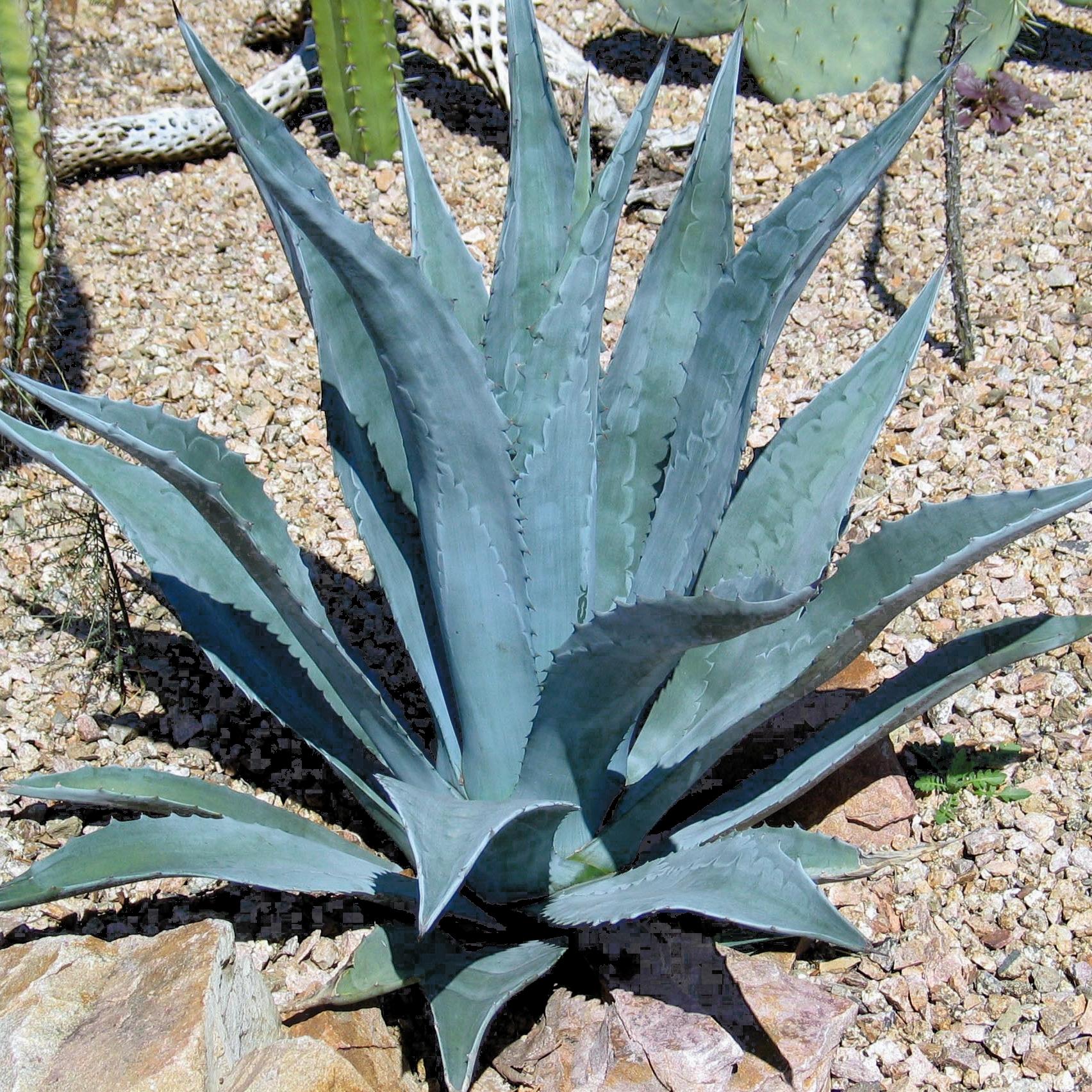 AGAVE AMERICANA - Pépinière La Forêt