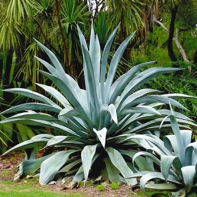 AGAVE AMERICANA - Pépinière La Forêt