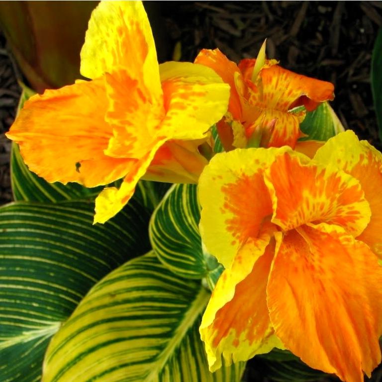 Canna Tropicanna Gold® - Pépinière La Forêt