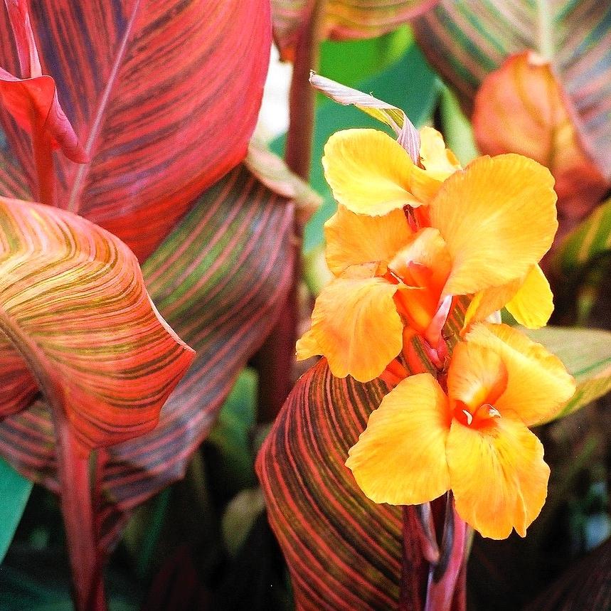 Canna Tropicanna®  - Pépinière La Forêt