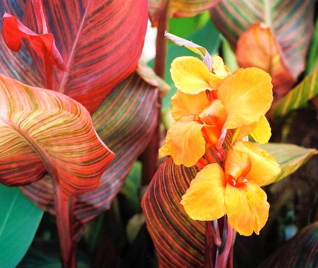 Canna Tropicanna®  - Pépinière La Forêt