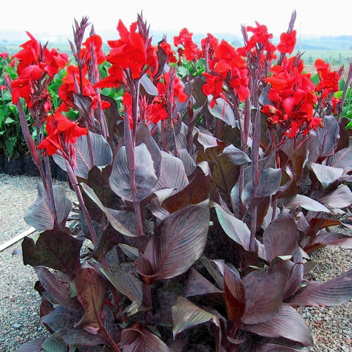 Canna Tropicanna black® - Pépinière La Forêt