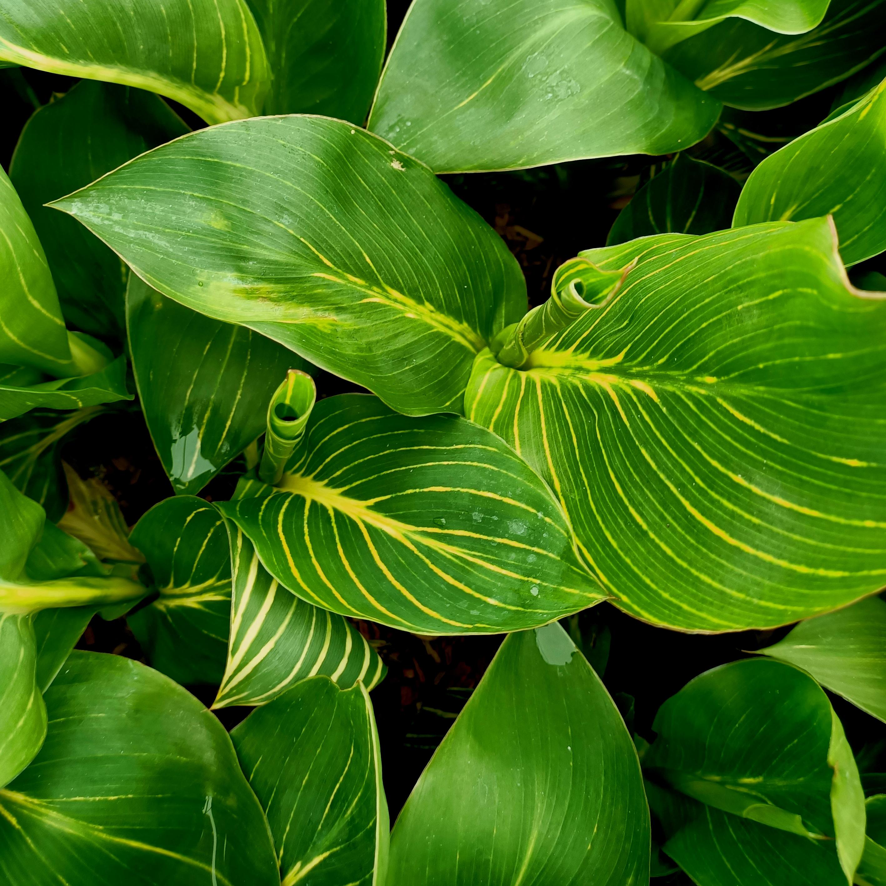 Canna Tropicanna Gold® - Pépinière La Forêt