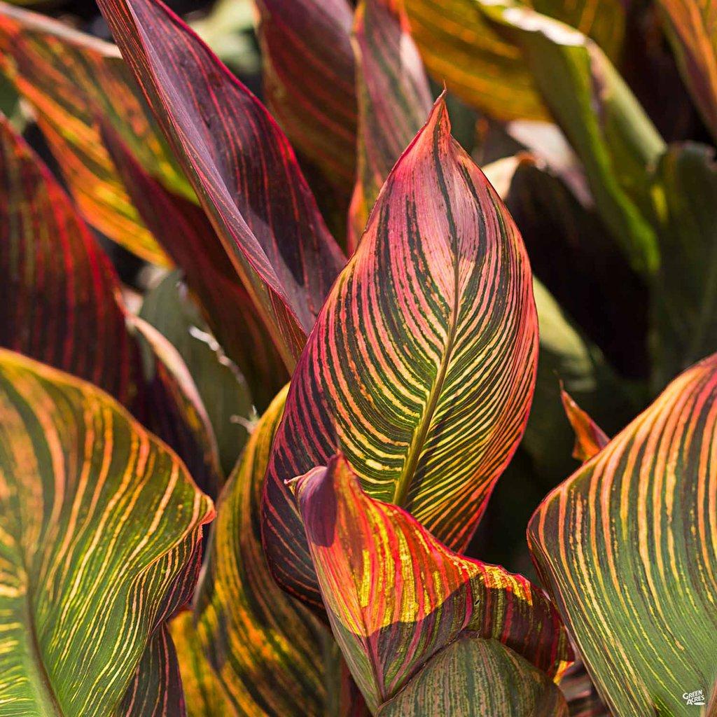 Canna Tropicanna®  - Pépinière La Forêt