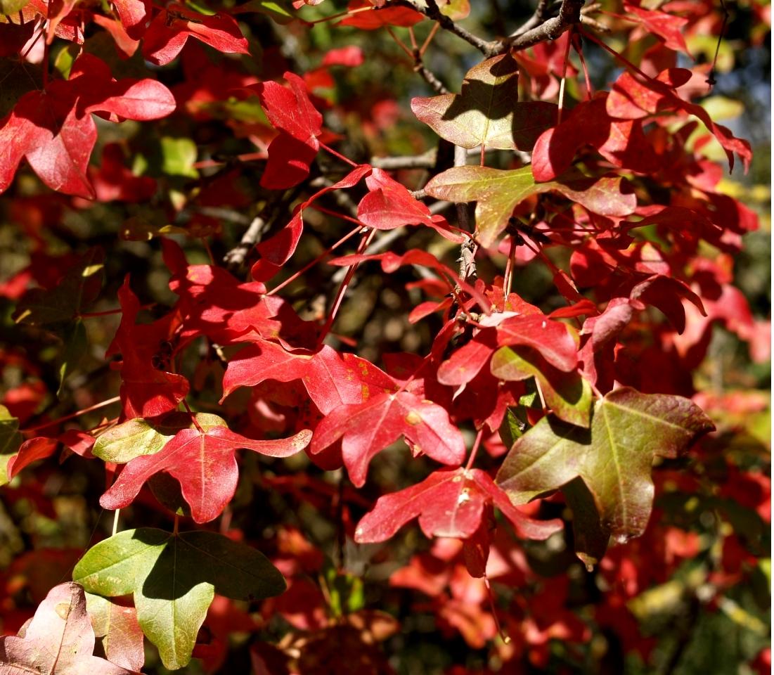 Acer Monspessulanum - Pépinière La Forêt