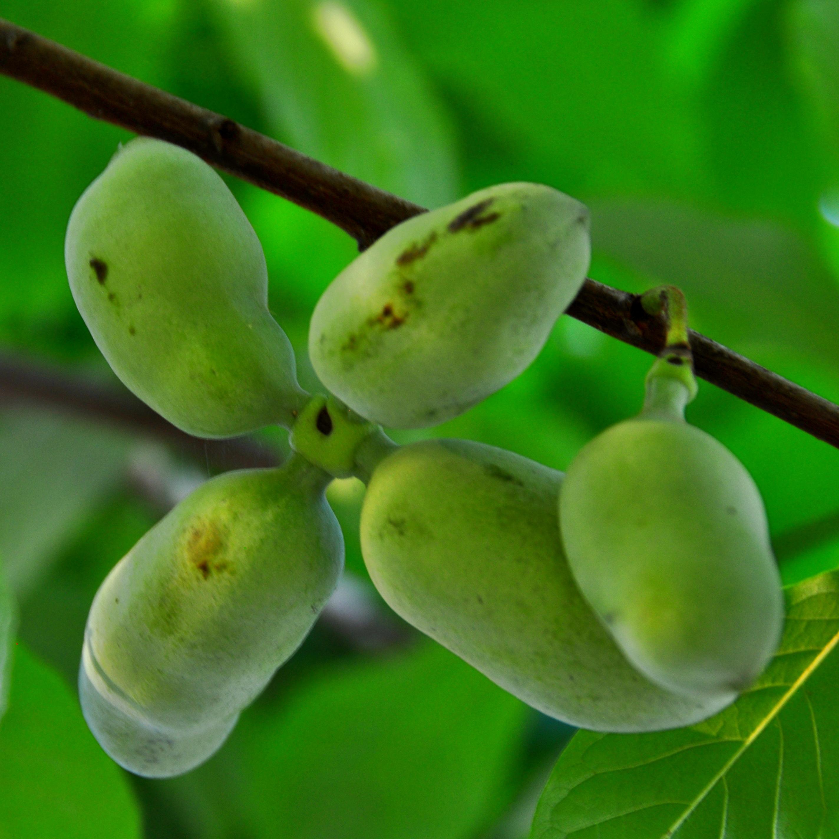 Asimina Triloba - Pépinière La Forêt