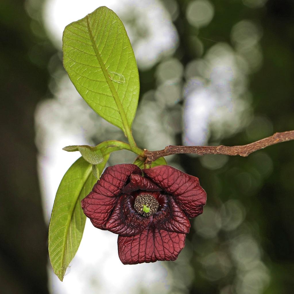 Asimina Triloba - Pépinière La Forêt