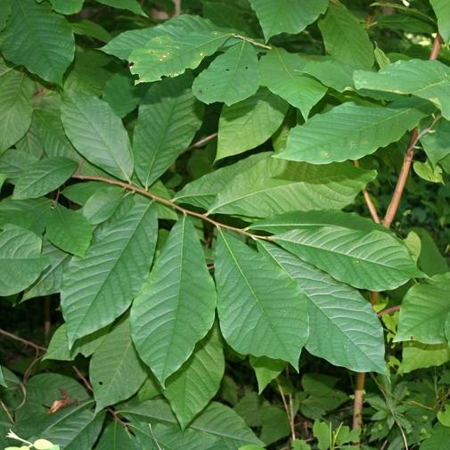 Asimina Triloba - Pépinière La Forêt