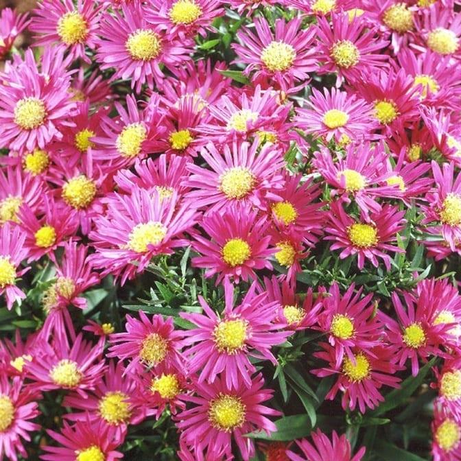 Aster Island Bahamas® - Pépinière La Forêt