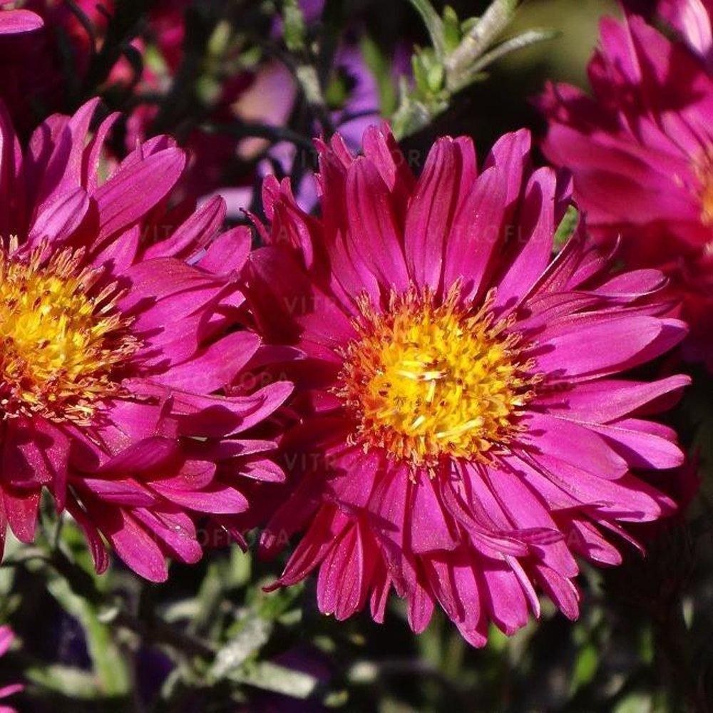 Aster Island Bahamas® - Pépinière La Forêt