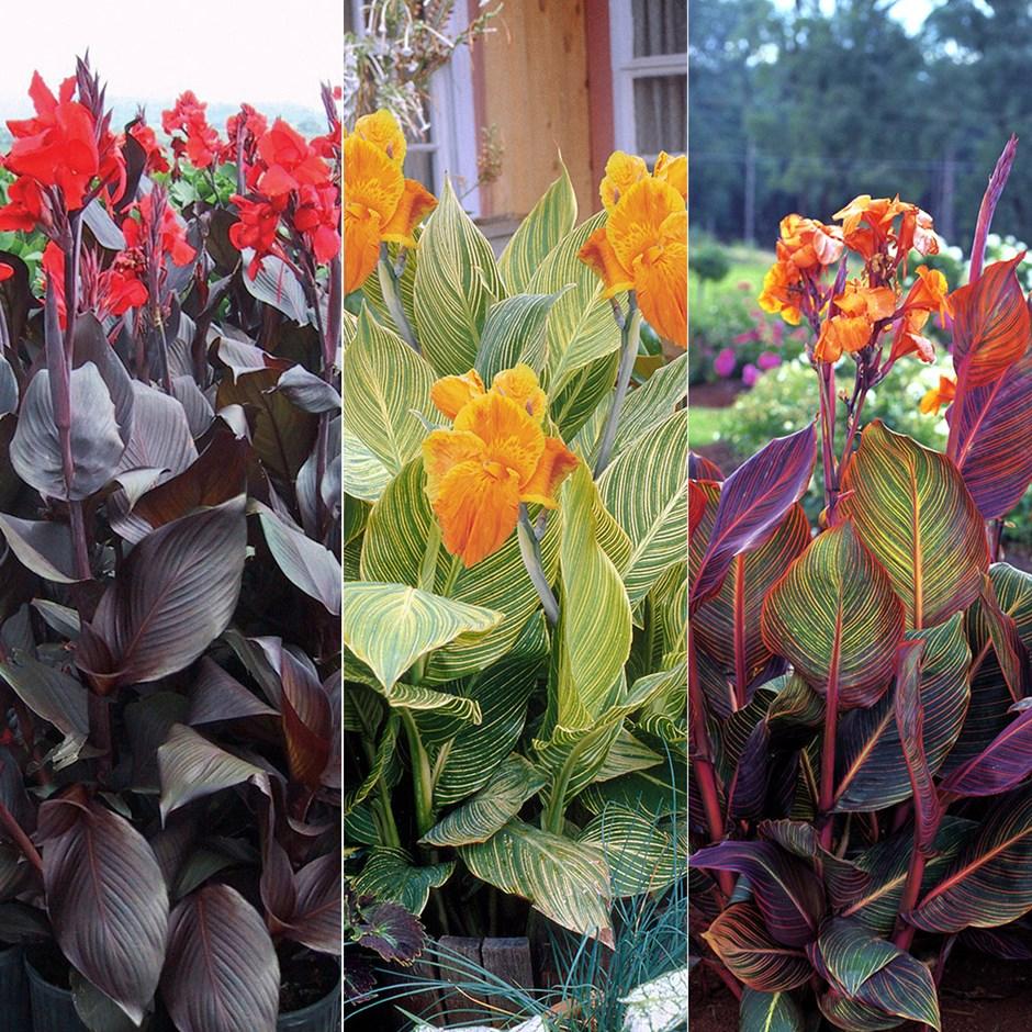 Canna Tropicanna black® - Pépinière La Forêt