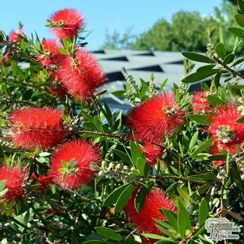 Callistemon Inferno® - Pépinière La Forêt