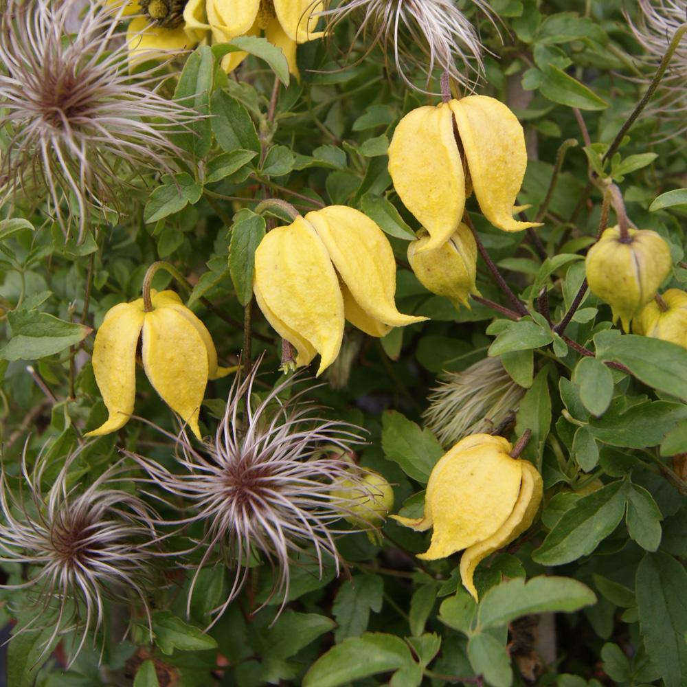 CLEMATIS x Little Lemons ® - Pépinière La Forêt