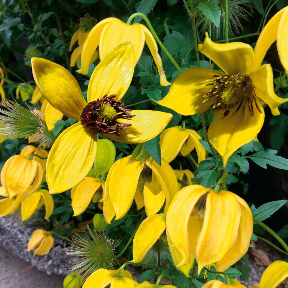 CLEMATIS x Little Lemons ® - Pépinière La Forêt