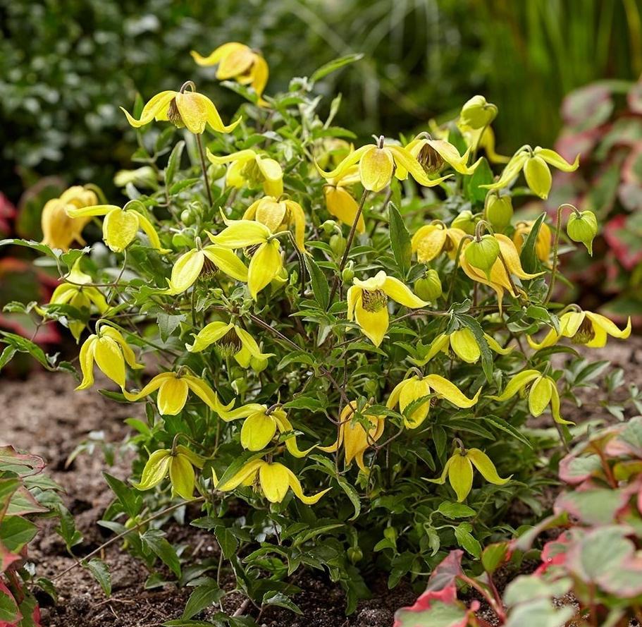 CLEMATIS x Little Lemons ® - Pépinière La Forêt