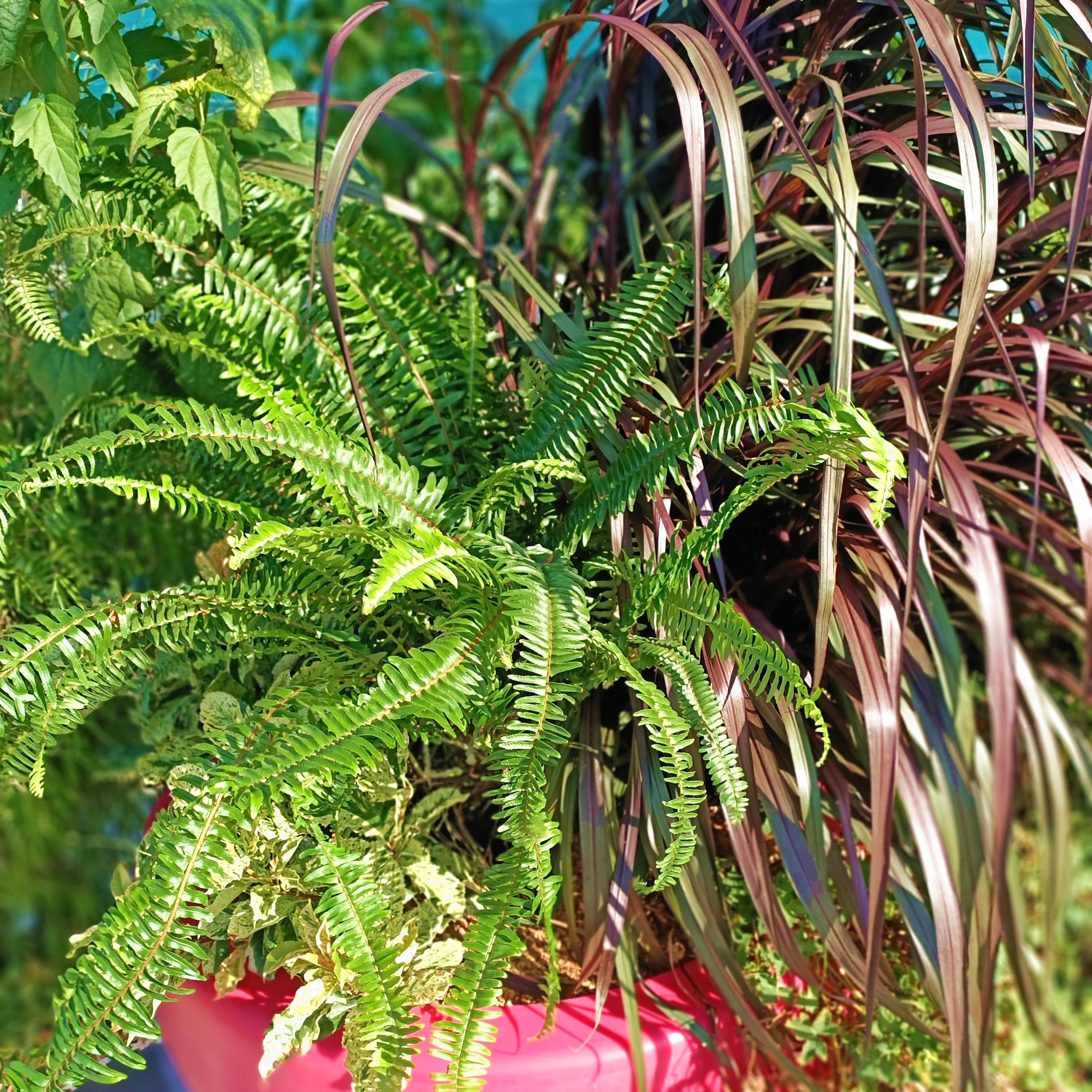 Nephrolepsis cordifolia ArticJungle® - Pépinière La Forêt