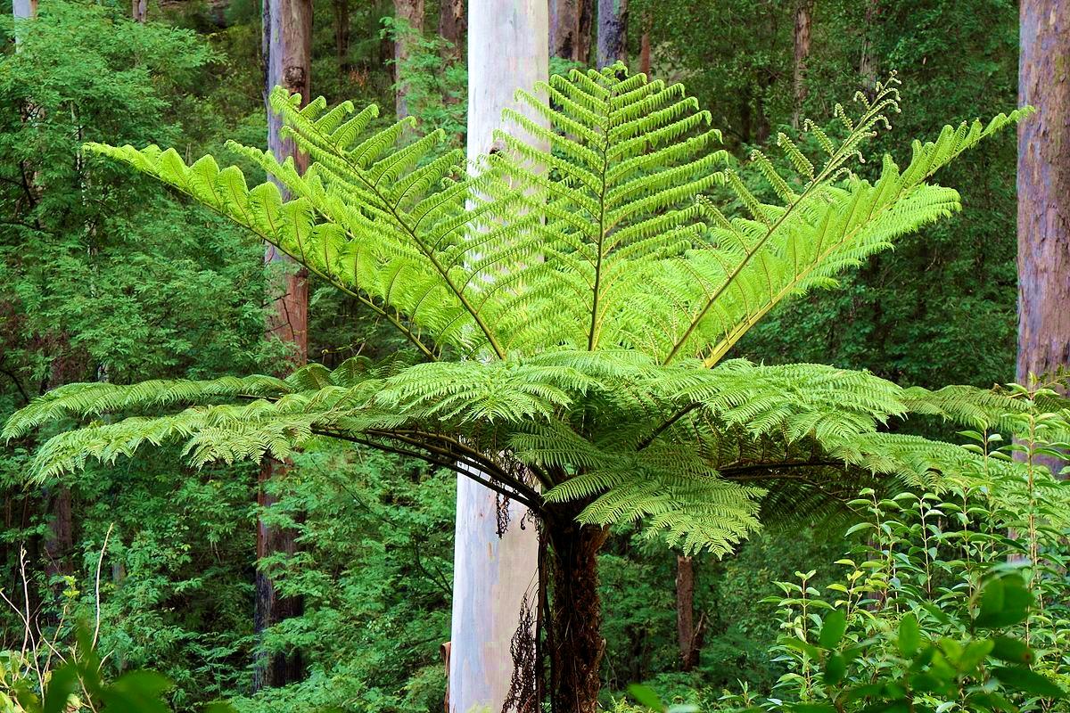 Cyathea cooperi - Pépinière La Forêt