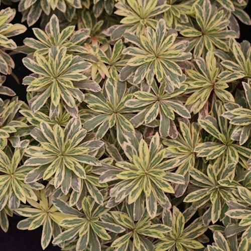 Euphorbia amagdaloides Frosted Flame® - Pépinière La Forêt