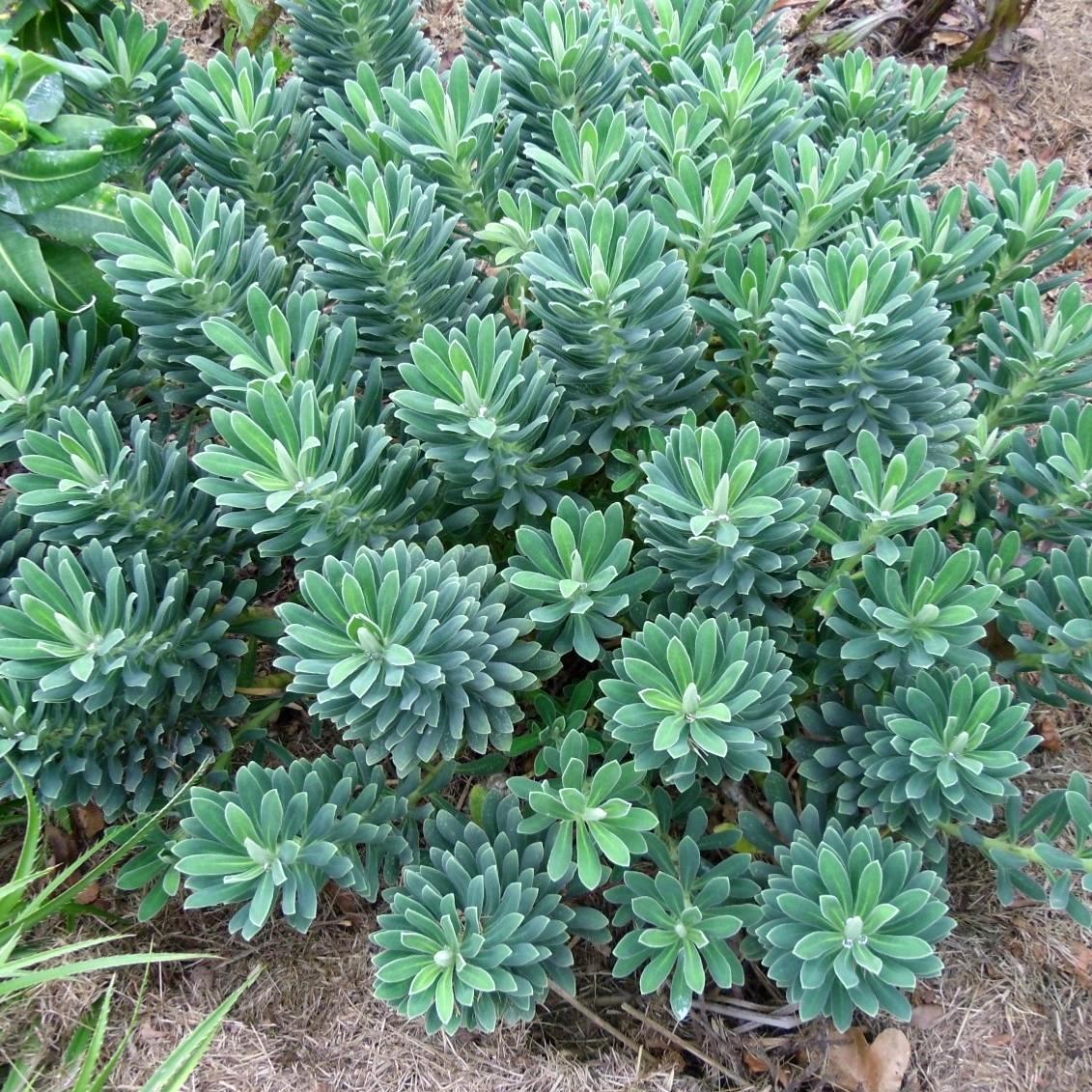 Euphorbia Portuguese velvet - Pépinière La Forêt