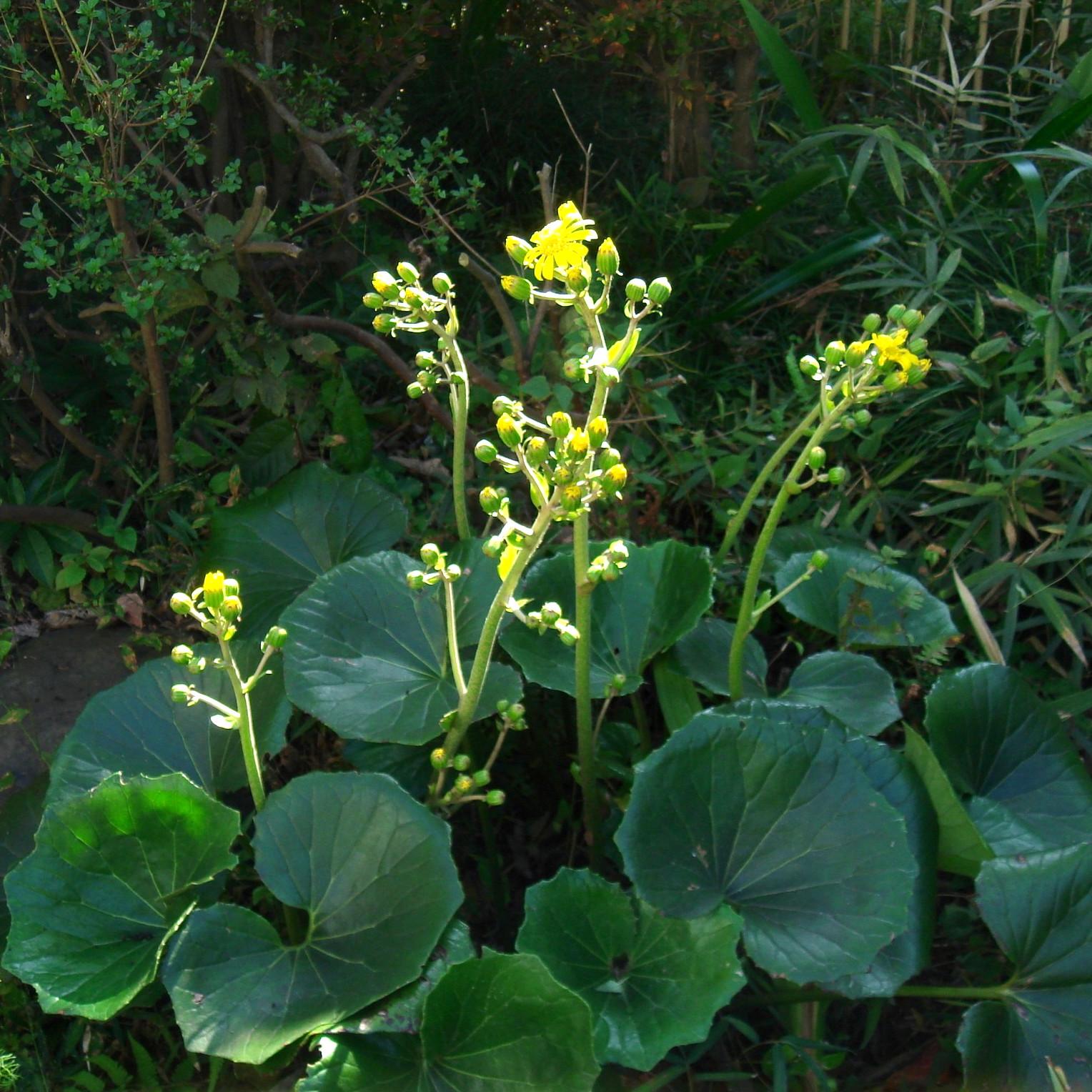 Farfugium japonicum Giganteum ARTICJUNGLE® - Pépinière La Forêt