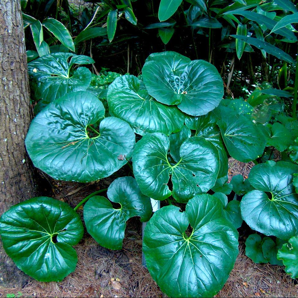 Farfugium japonicum Giganteum ARTICJUNGLE® - Pépinière La Forêt